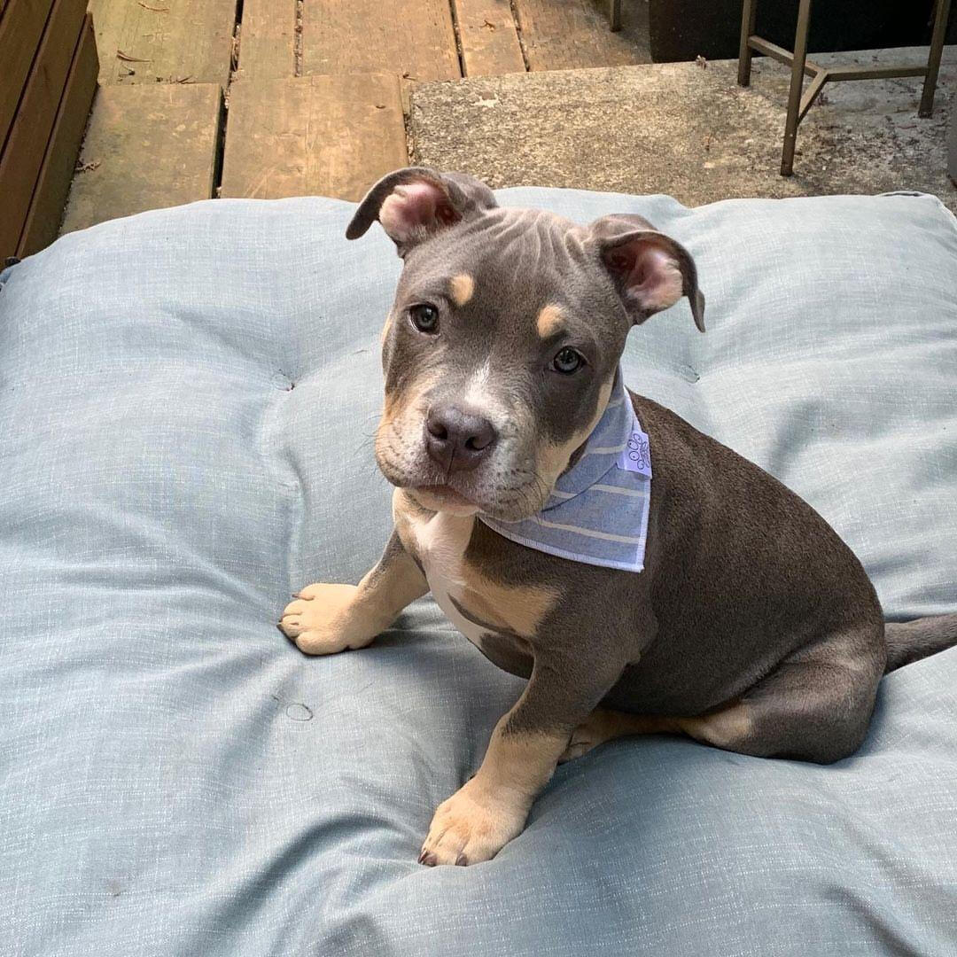 American bully puppies for sale