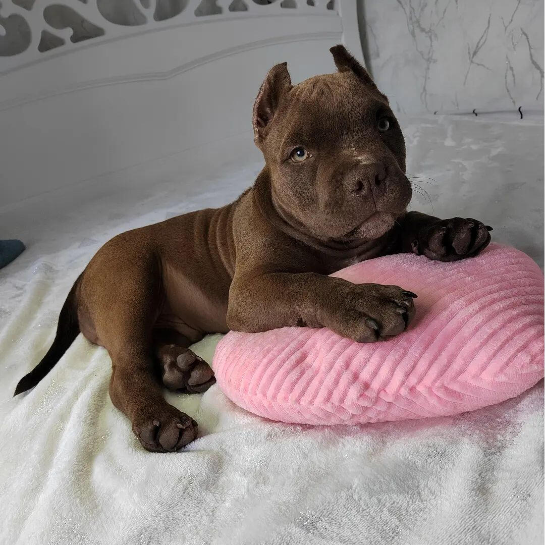 Chocolate American bully