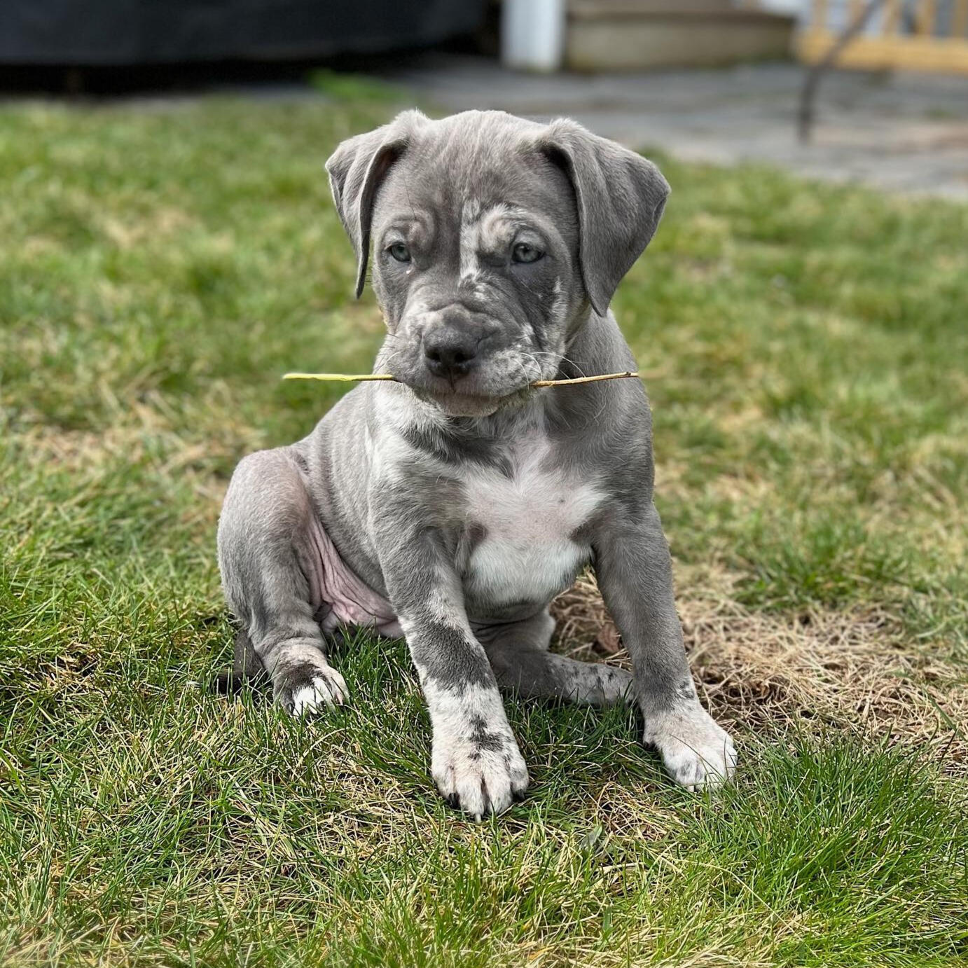 Tricolor Merle American bully