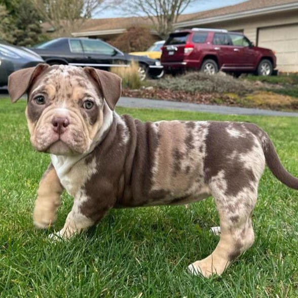 Merle American Bully Puppies for sale