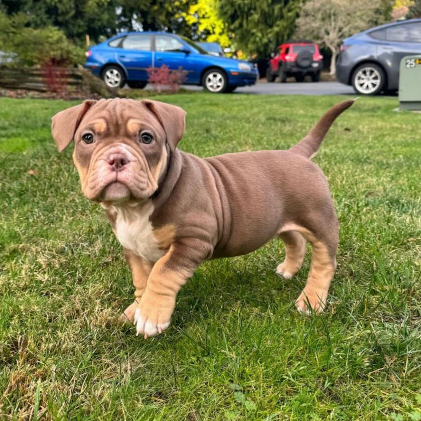 Red american bully