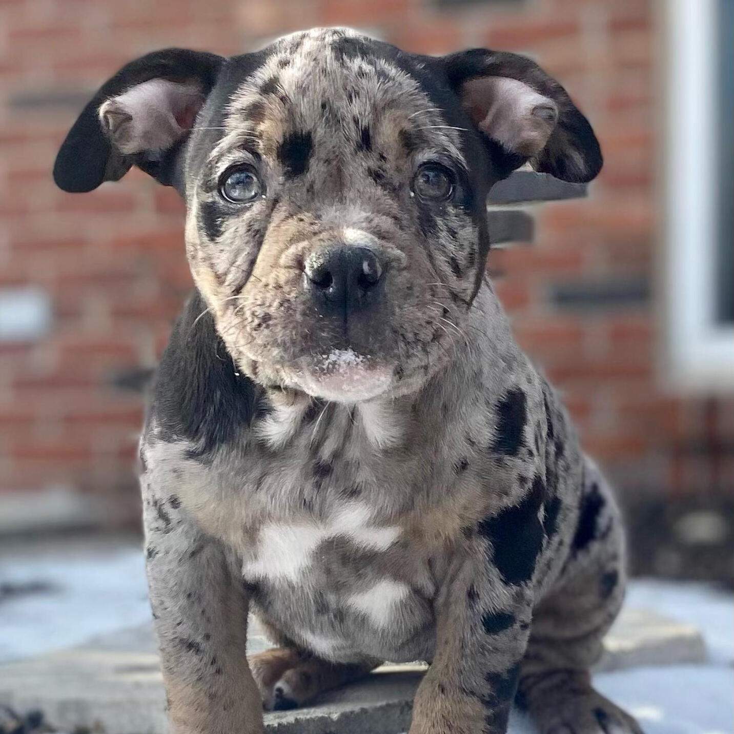 Merle American Bully Puppy