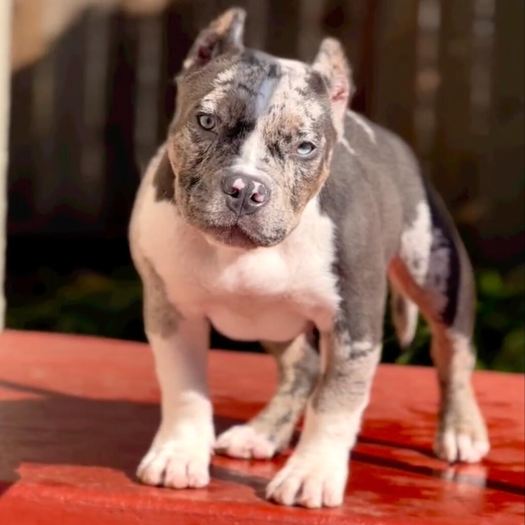 Female Bully Puppy